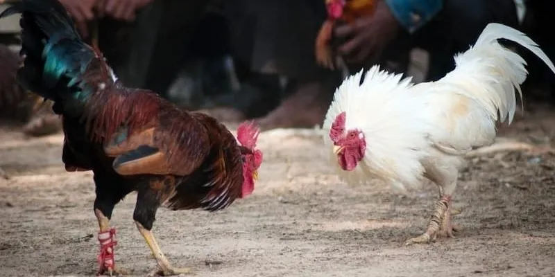 Top 3 các loại kèo không nên cược sư kê nên biết