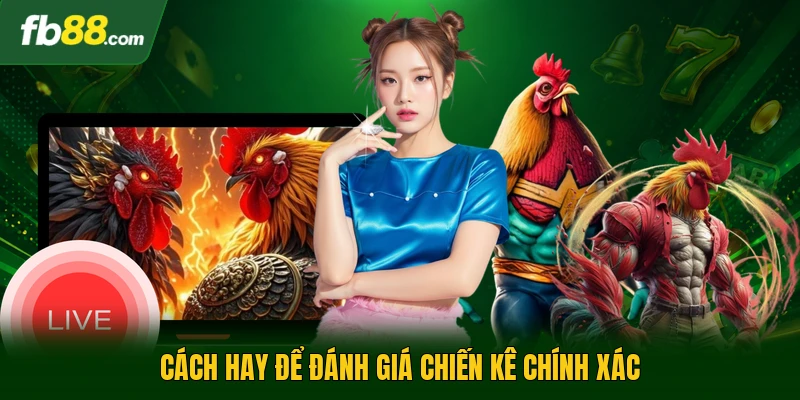 Gà Chọi Đòn Cáo - Nghệ Thuật Đấu Đỉnh Cao Của Các Chiến Kê 2 Cách hay để đánh giá chiến kê chính xác