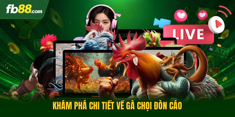 Gà Chọi Đòn Cáo - Nghệ Thuật Đấu Đỉnh Cao Của Các Chiến Kê 1 Khám phá chi tiết về gà chọi đòn cáo