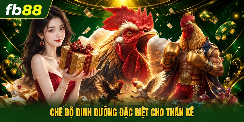 Chế độ dinh dưỡng đặc biệt cho thần kê