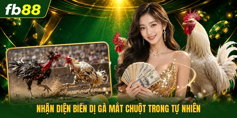 Gà Mắt Chuột - Linh Vật Sở Hữu Đôi Mắt Đen Láy Sắc Bén 1 Nhận diện biến dị gà mắt chuột trong tự nhiên