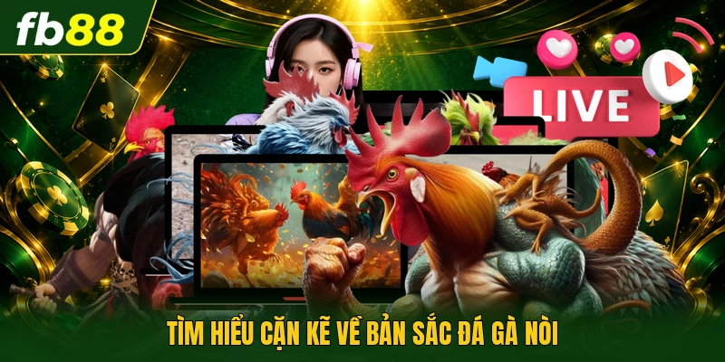 Tìm hiểu cặn kẽ về bản sắc đá gà nòi
