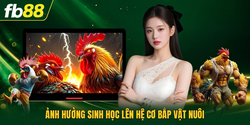Thuốc Kích Gà | Bí Quyết Tăng Cường Thể Lực Và Sức Bền 3 Ảnh hưởng sinh học lên hệ cơ bắp vật nuôi