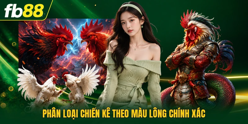 Phân loại chiến kê theo màu lông chính xác