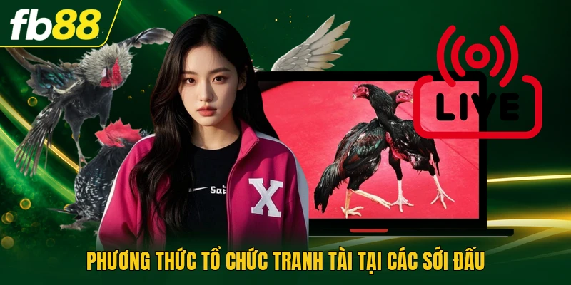 Trường Gà Campuchia - Hình Thức Thi Đấu Chọi Kê Đặc Sắc 2 Phương thức tổ chức tranh tài tại các sới đấu